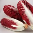 radicchio rosso lungo 01 radicchio rosso lungo 01