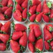 fragole cassetta fragole cassetta