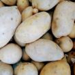 Patata gialla Almera Moronara Patata gialla Almera Moronara