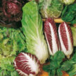 cicorie_miste cicorie_miste