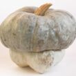 zucca cappello del prete zucca cappello del prete